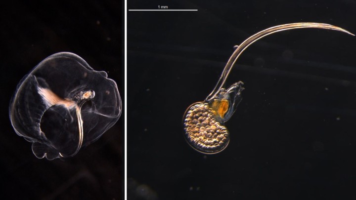 EUCHRONIAユークロニアWholegarment lace shorts EUCHRONIAユークロニアWholegarment lace shorts EUCHRONIA